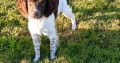 Springer spaniels
