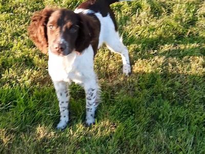 Springer spaniels