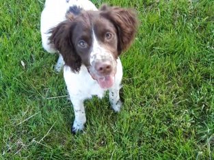 Springer spaniels