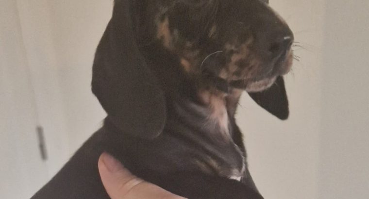 Minature female dachshund puppy