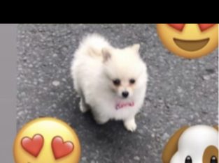 TeaCup Pomeranian Puppie