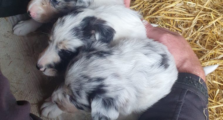 Blue Merle Collies