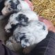 Blue Merle Collies