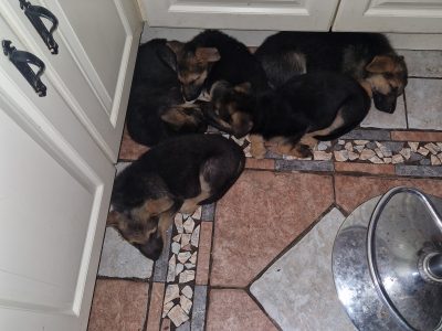 German Shepherd Puppies in Laois – Friendly & Fun