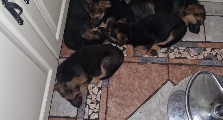 German shepherd puppies