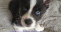 5 Beautiful Pomsky puppies