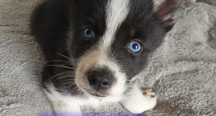 5 Beautiful Pomsky puppies