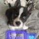 5 Beautiful Pomsky puppies