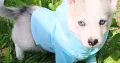 5 Beautiful Pomsky puppies