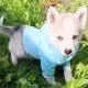 5 Beautiful Pomsky puppies