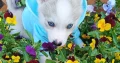 5 Beautiful Pomsky puppies