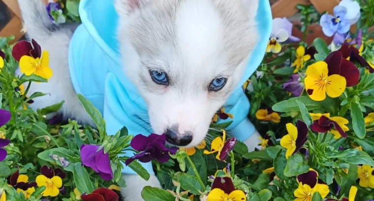 5 Beautiful Pomsky puppies