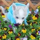 5 Beautiful Pomsky puppies