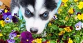 5 Beautiful Pomsky puppies