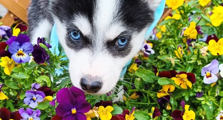 5 Beautiful Pomsky puppies