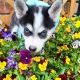 5 Beautiful Pomsky puppies