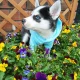 5 Beautiful Pomsky puppies