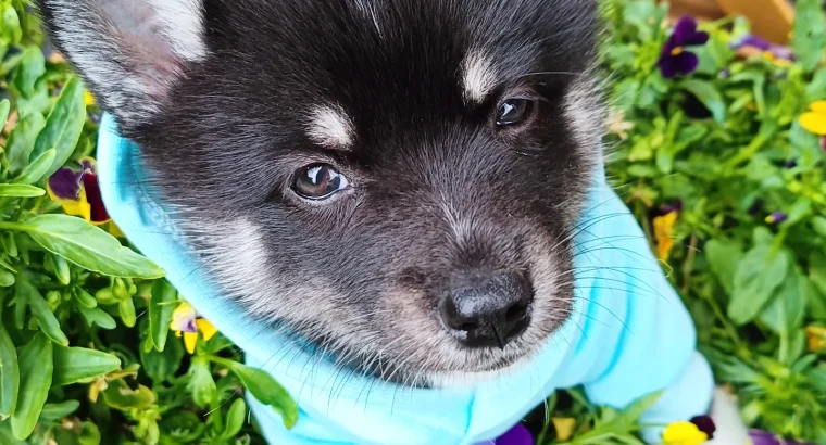 5 Beautiful Pomsky puppies