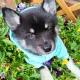 5 Beautiful Pomsky puppies