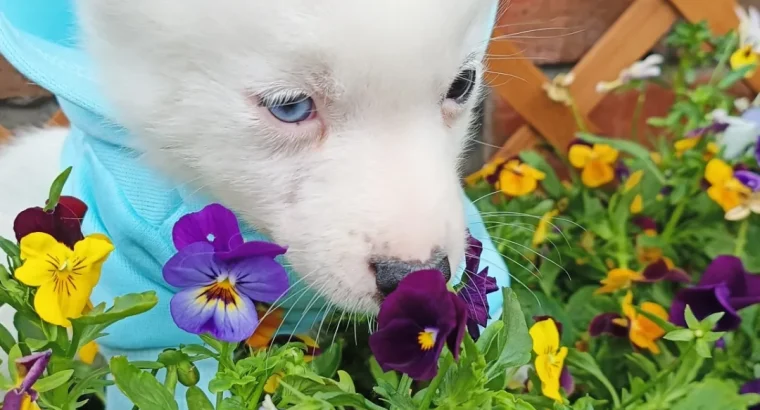 5 Beautiful Pomsky puppies