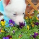 5 Beautiful Pomsky puppies