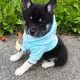 5 Beautiful Pomsky puppies