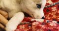 5 Beautiful Pomsky puppies