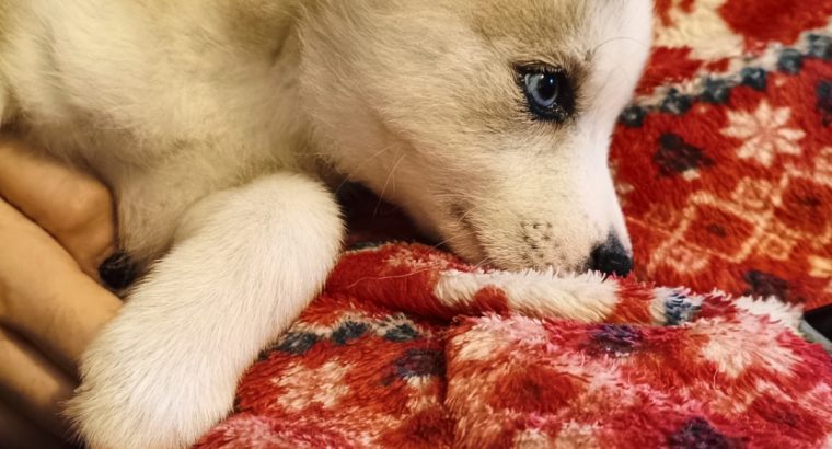 5 Beautiful Pomsky puppies