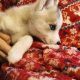 5 Beautiful Pomsky puppies