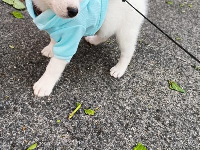 Pomsky Puppies for Sale in Mountmellick