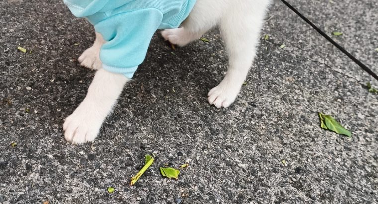 5 Beautiful Pomsky puppies