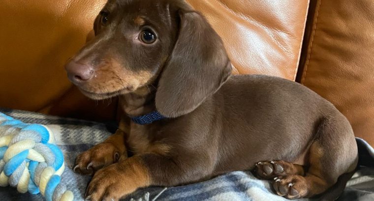 Miniature dachshunds