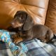 Miniature dachshunds