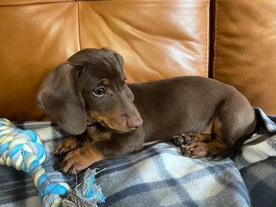 Miniature Dachshund Puppy in Dublin