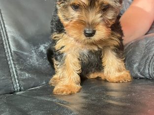 Beautiful Yorkshire Terriers pups for sale