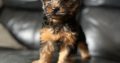 Beautiful Yorkshire Terriers pups for sale