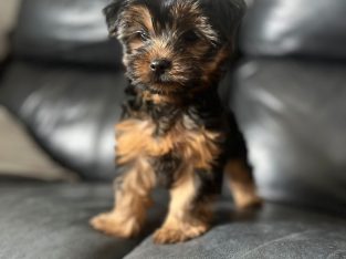 Beautiful Yorkshire Terriers pups for sale