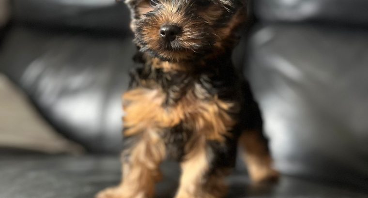 Beautiful Yorkshire Terriers pups for sale