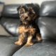 Beautiful Yorkshire Terriers pups for sale