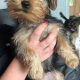 Beautiful Yorkshire Terriers pups for sale