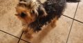 Beautiful Yorkshire Terriers pups for sale