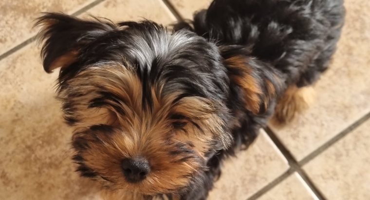 Beautiful Yorkshire Terriers pups for sale