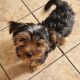 Beautiful Yorkshire Terriers pups for sale