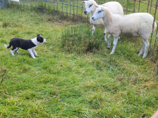 Isds registered border Collie pups