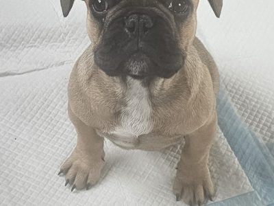 French Bulldog in Y21CA37 – Playful & Loving