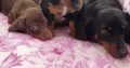 Miniature Dachshunds for Sale in Swords