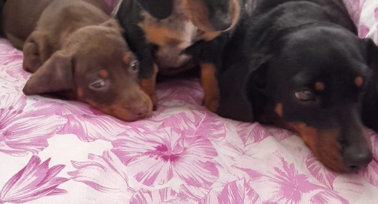 Miniature Dachshunds for Sale in Swords