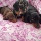 Ikc Miniature dachshunds