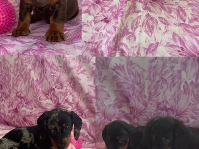 Miniature Dachshunds for Sale in Swords