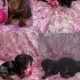 Miniature Dachshunds for Sale in Swords